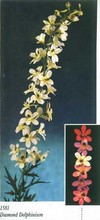 Diamond Delphinium images