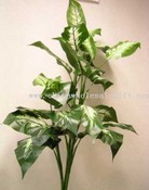 Dieffenbachia images