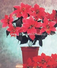Poinsettia Bush images