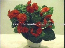 Tuberous Begonia Bush images