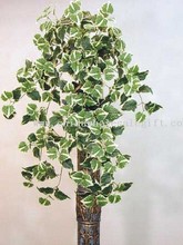 Giant Holland Ivy Bush images