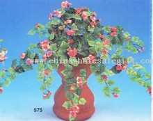 Mini Tuberous Begonia Bush images