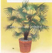 Fan Palm images