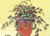 Mini Purple Passion Bush images